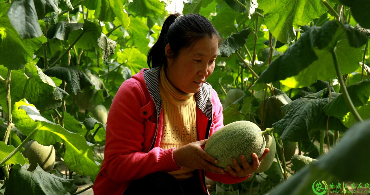 图为   瓜农在设施蜜瓜产业基地加强田间管理.jpg