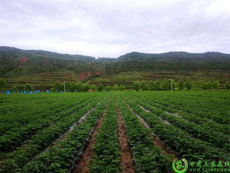 马铃薯试验示范基地 (2).jpg