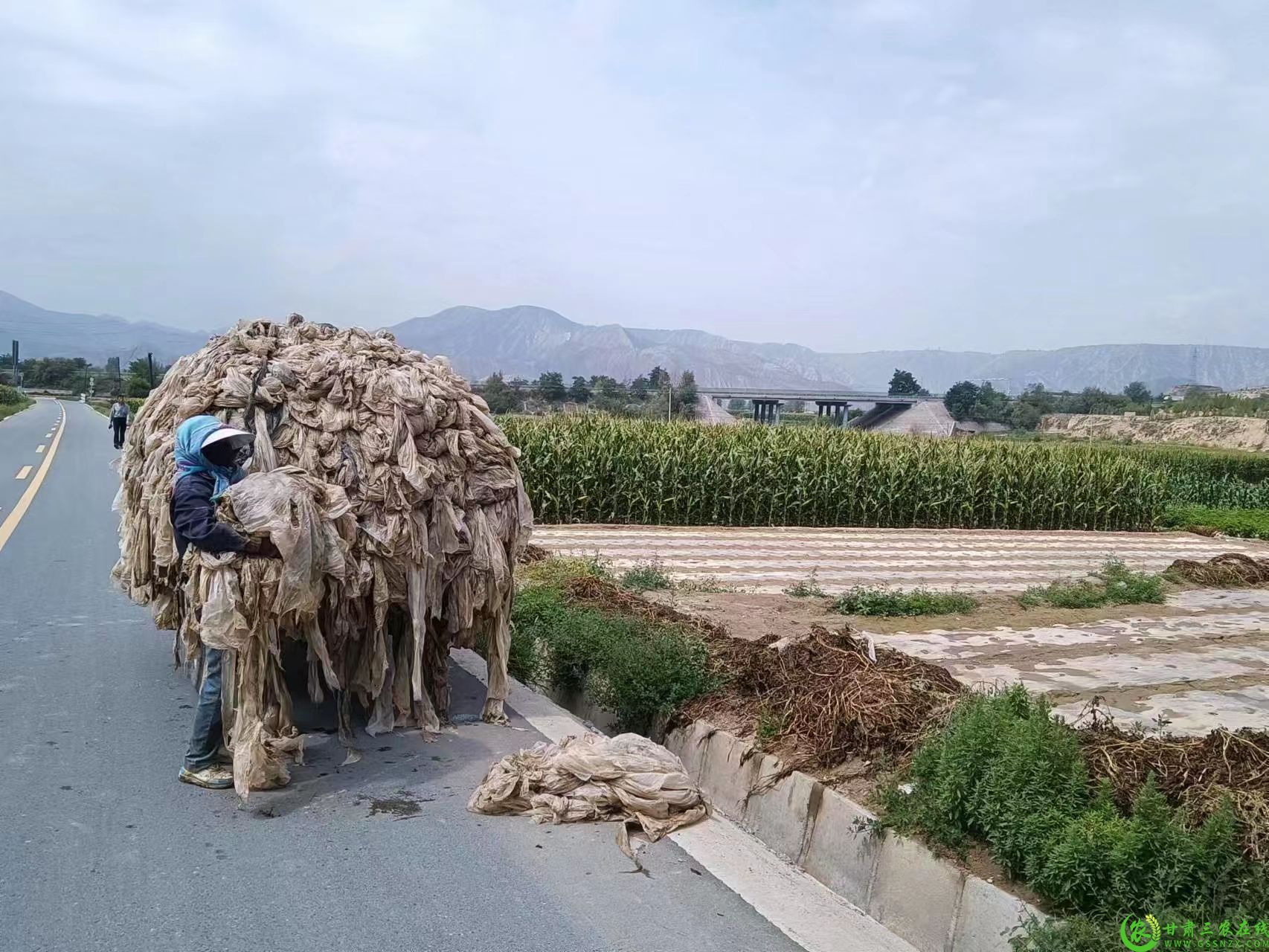 1.农户捡拾沿路地头的废旧地膜.jpg