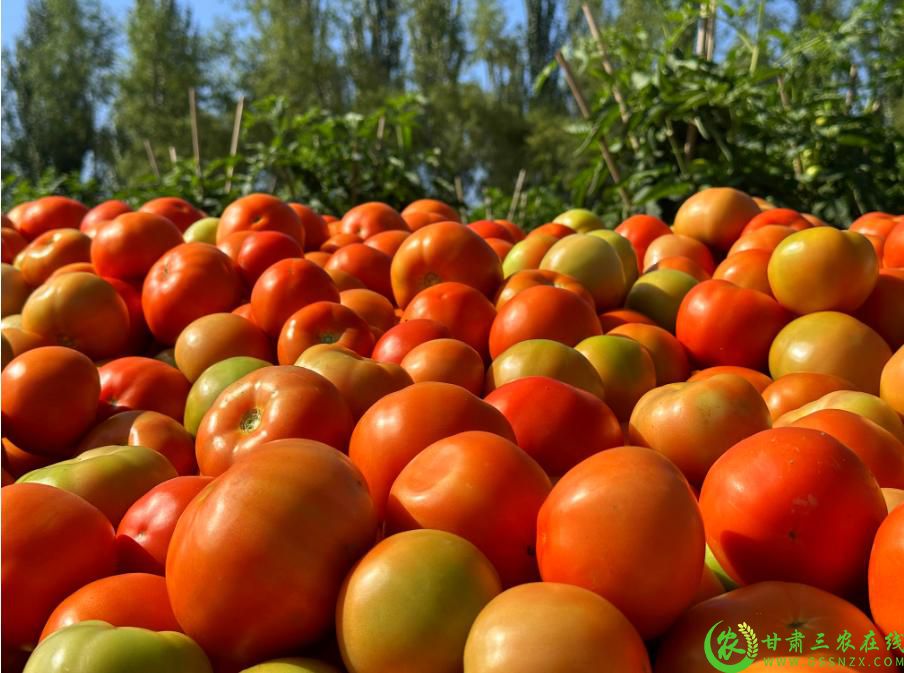 瓜州县三道沟镇千亩番茄丰收2.jpg