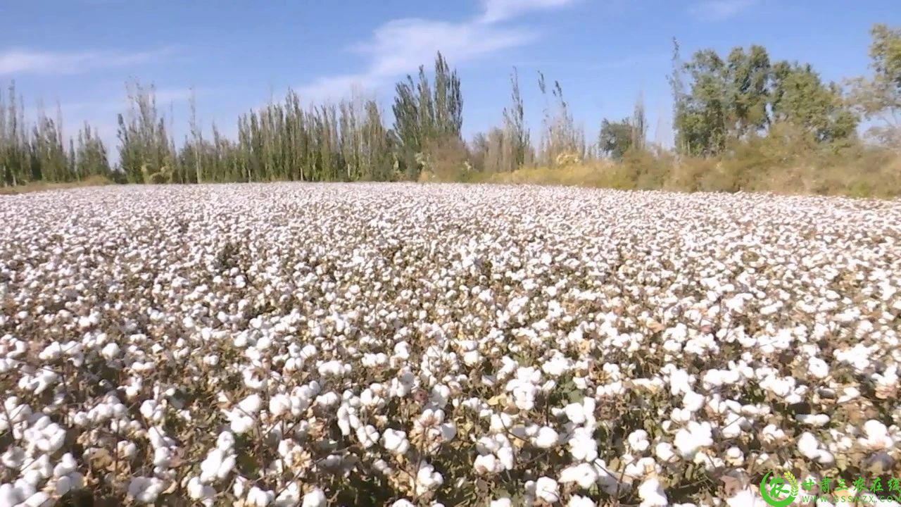 图为  成熟待采的棉花地.jpg