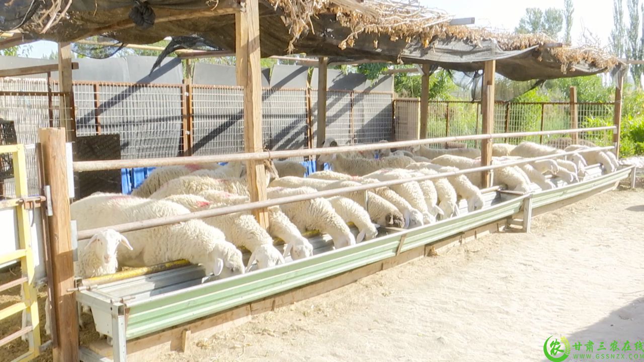 图为 瓜州县西湖镇北沟村养殖户健康的肉羊.jpg