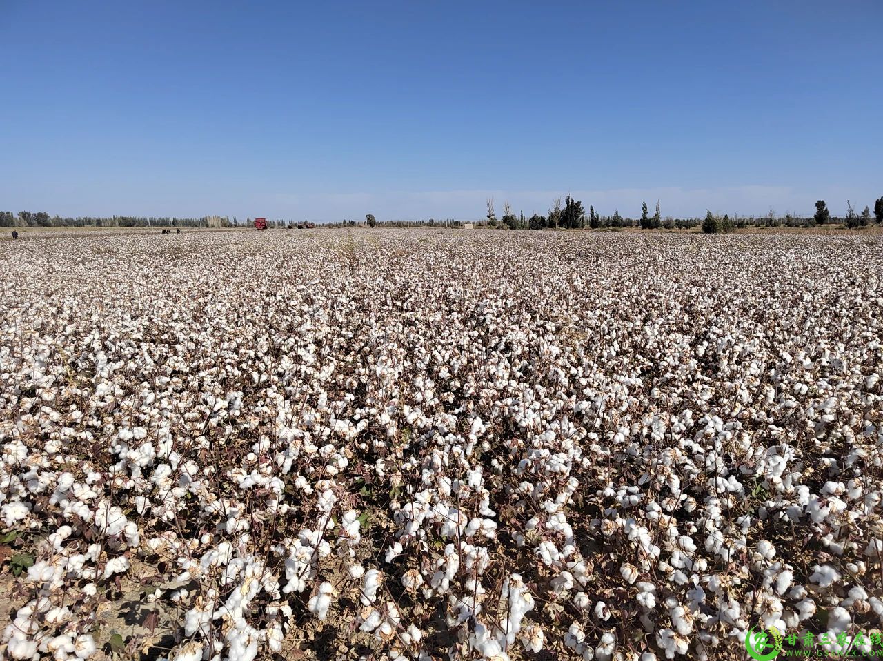 图为 瓜州县机采棉种植基地.jpg