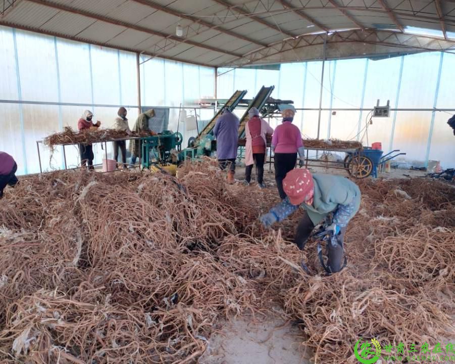 瓜州县沙河回族乡金财种植农民专业合作社甘草加工1.jpg