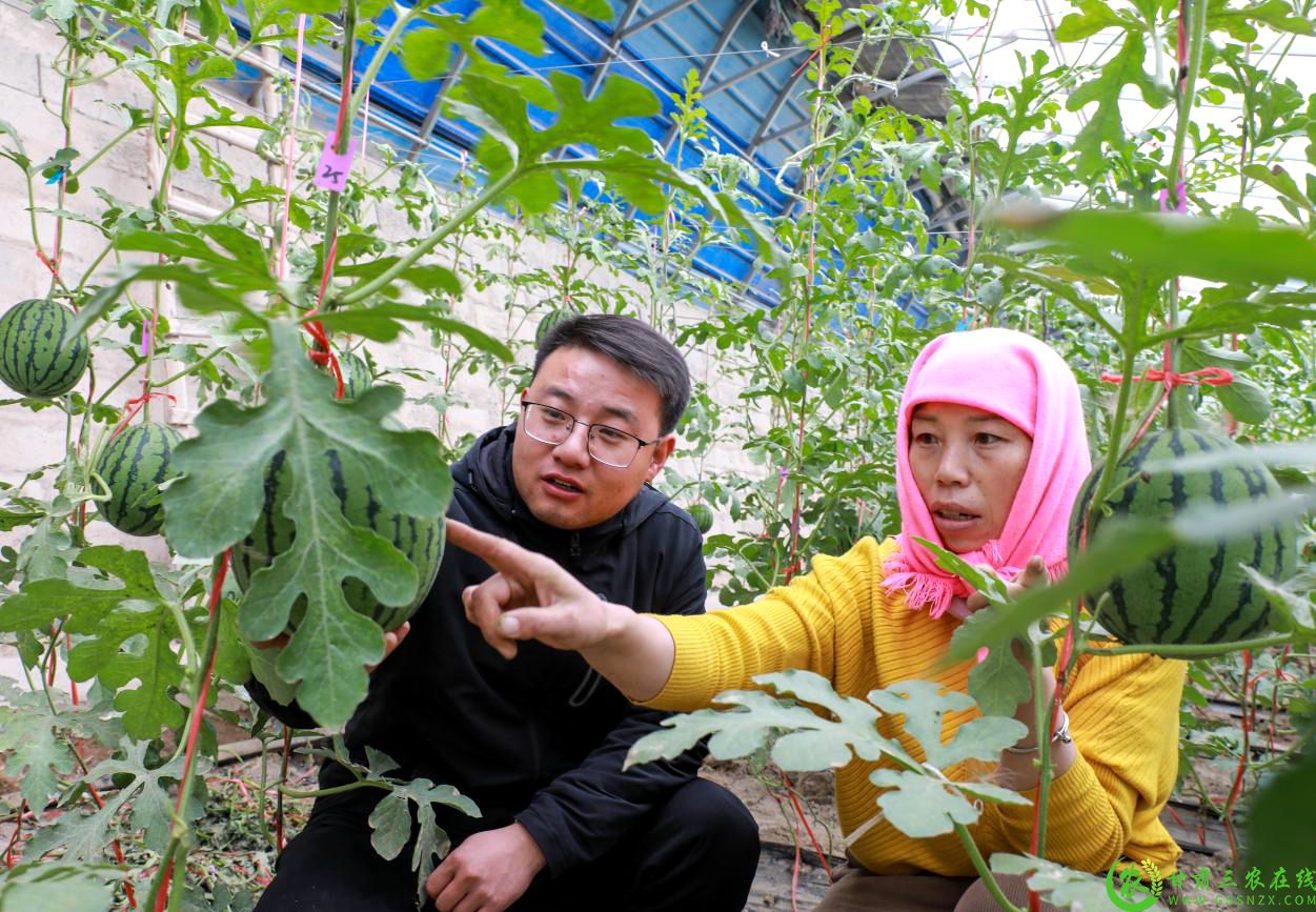 1.农业技术员朱军鸿和种植户李广霞一起分析“病症”.jpg