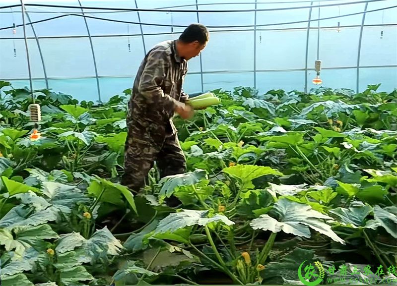 1.种植户正在采摘西葫芦.jpg