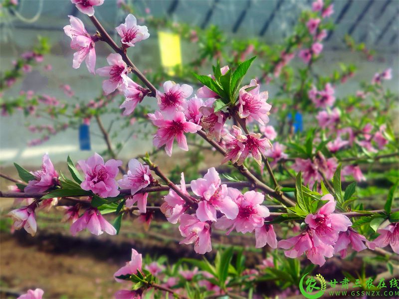 一朵朵桃花相映红，艳丽动人，生机勃勃.jpg