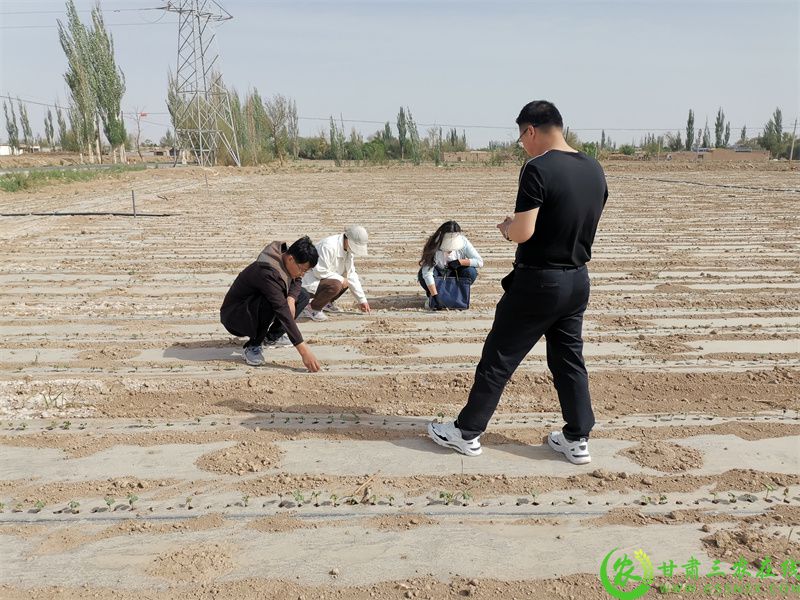 加厚高强度地膜查验 (2).jpg