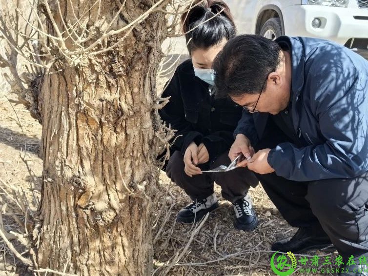 瓜州县林果技术服务中心组织人员在全县范围内开展林业有害生物越冬基数调查工作1.jpg