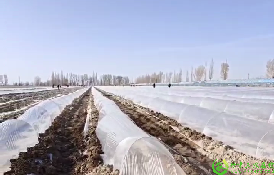 瓜州县瓜州镇种植户采用的“单膜单拱”技术铺膜播种.jpg