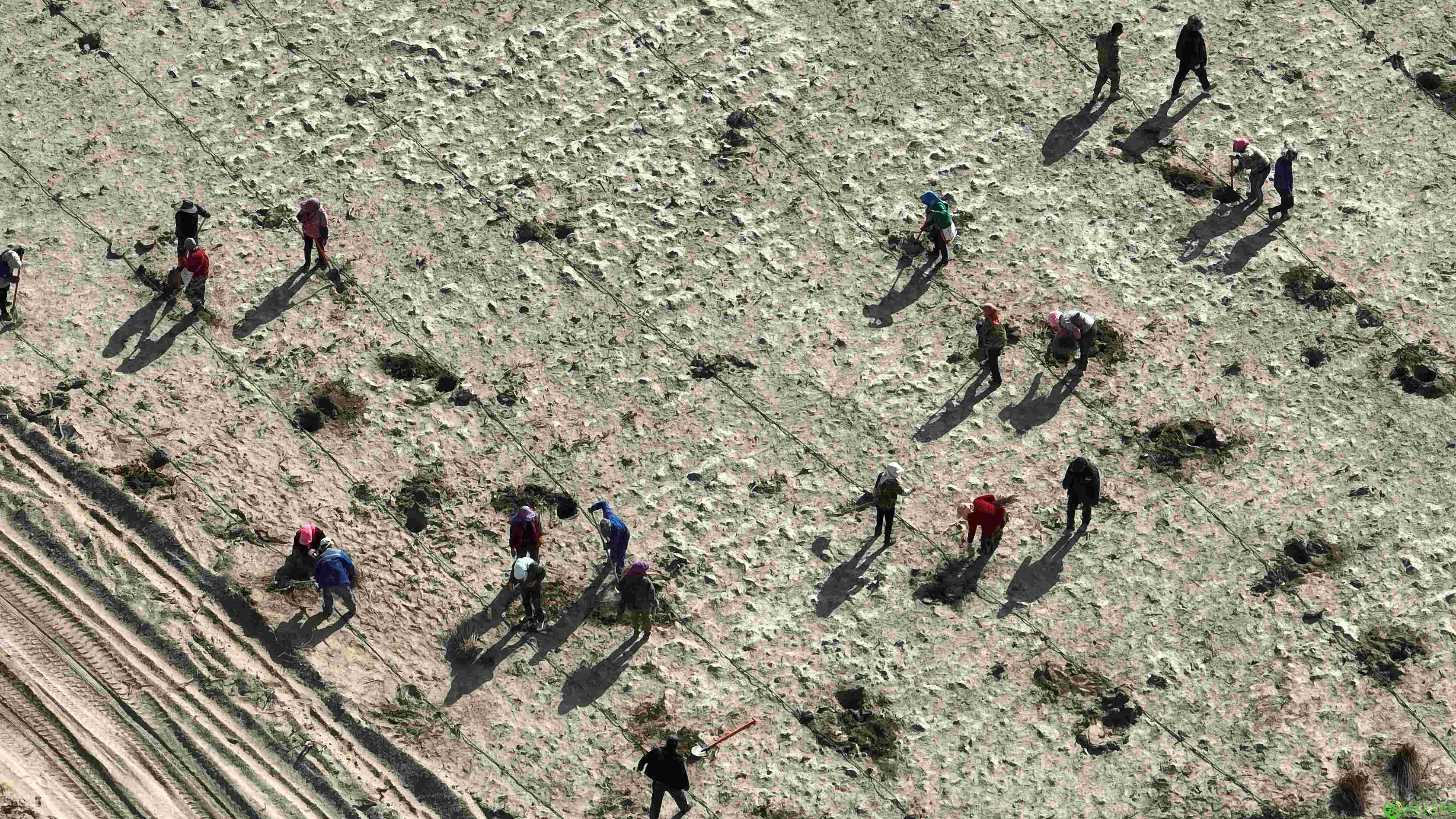 40余名工人有条不紊的推进剩余挖坑换土、栽植苗木等工作(1).jpg