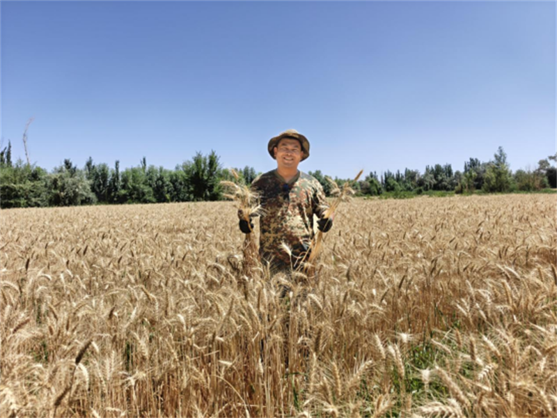 敦煌市郭家堡镇种植户李晓磊麦田.png