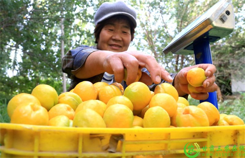 敦煌市月牙泉农户在采摘李广杏 (2).jpg