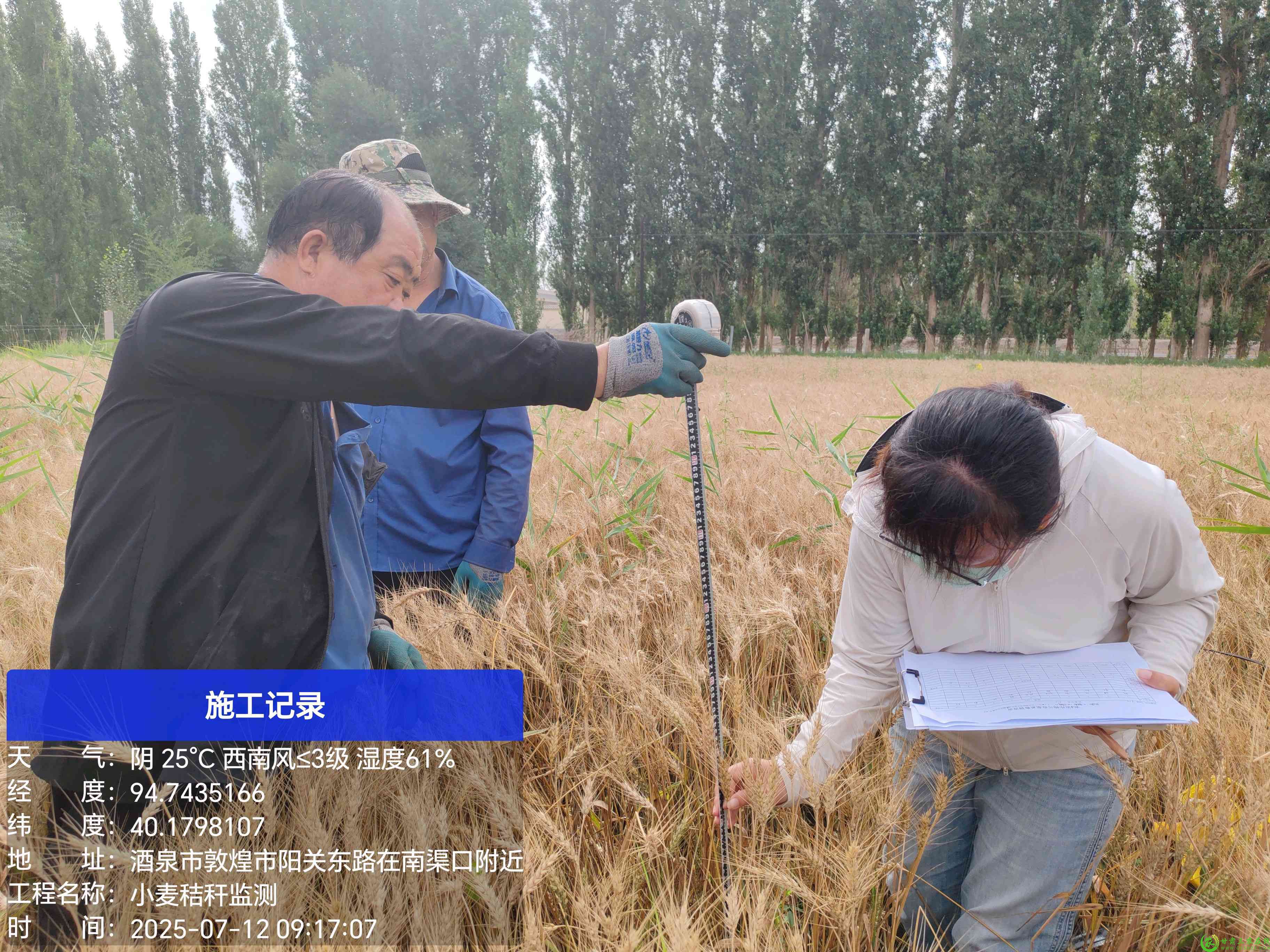 2025年小麦草谷比监测  01 郭家堡六号桥村 (33).jpg