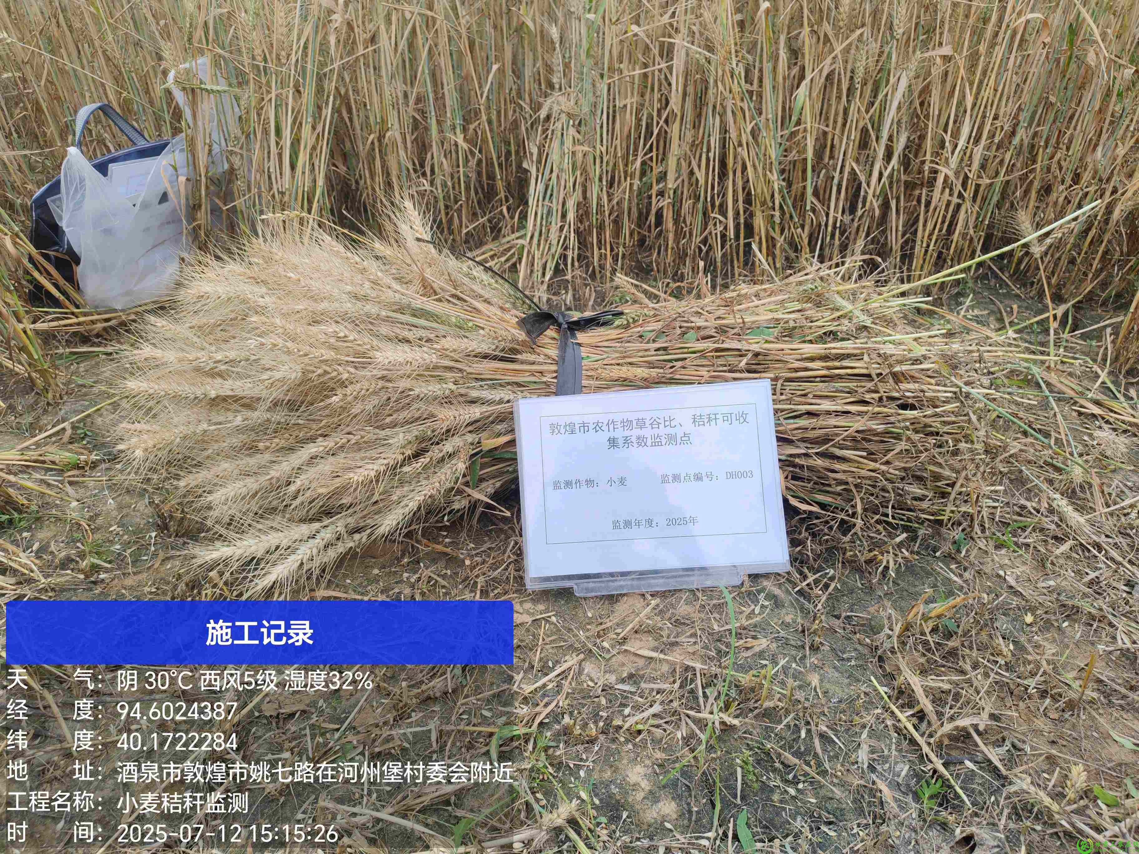 2025年小麦草谷比监测  03  肃州镇河州堡村 (26).jpg