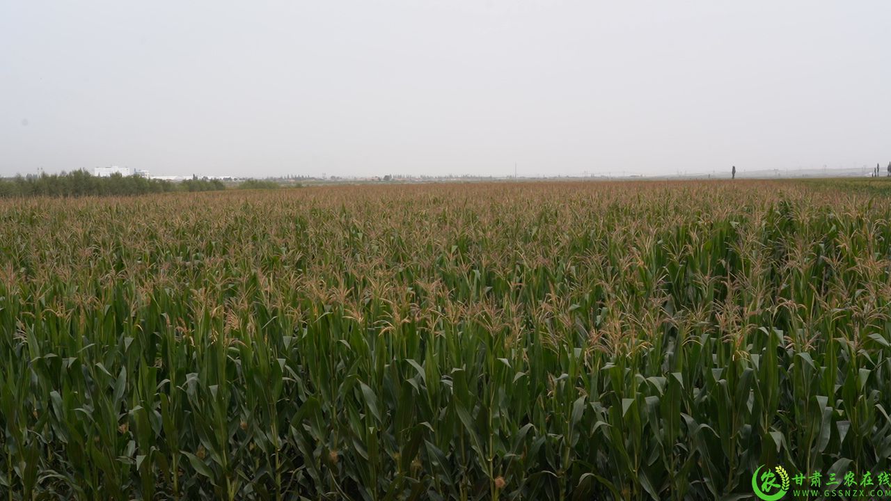 C3635T01.JPG