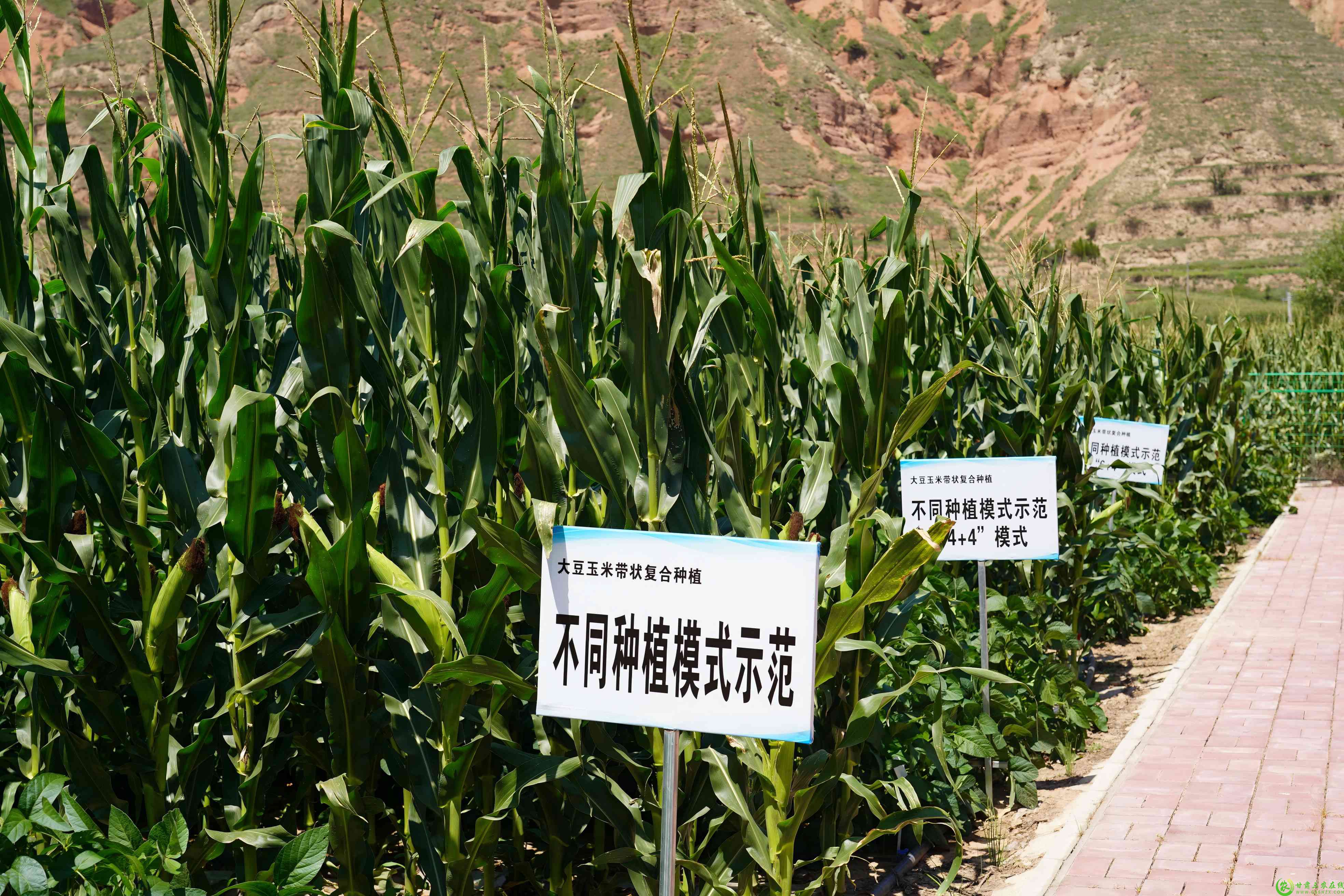 DSC04147(1).jpg