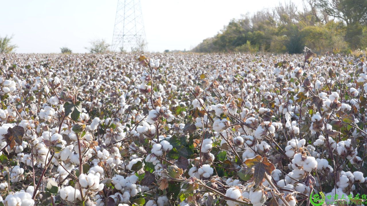 C2438T01.JPG