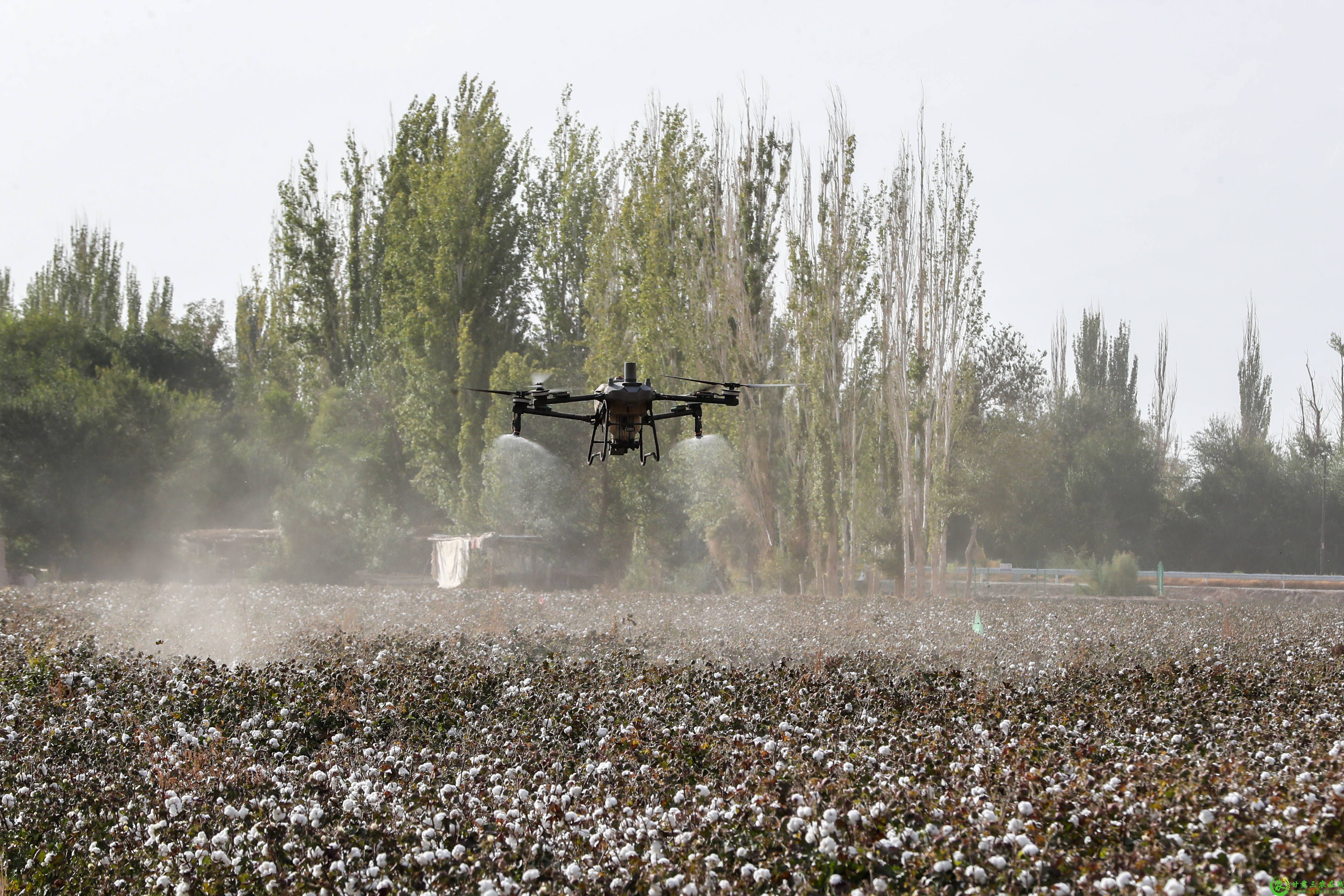 DF0F2F69@5F9BF04C.40180B6900000000 (1).jpeg