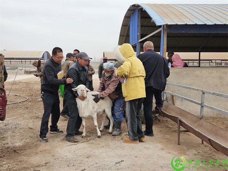 敦煌市:发放良种公羊 力促羊产业“畜”势腾飞 (11).jpg