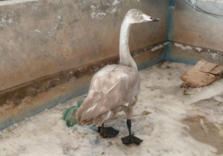 图片1  受伤的大天鹅.png