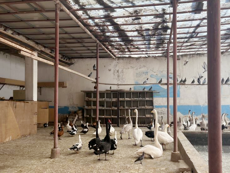 图片4  酒泉市野生动物救护中心重获新生的珍稀生灵.png