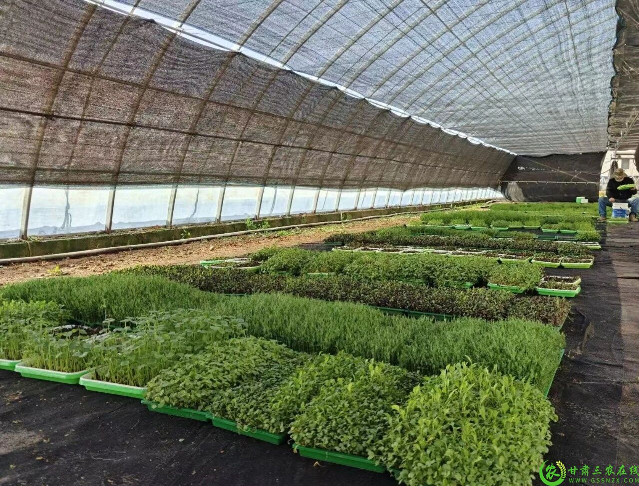 图片1  00后创业者赵锦畑种植的温室大棚1.jpg