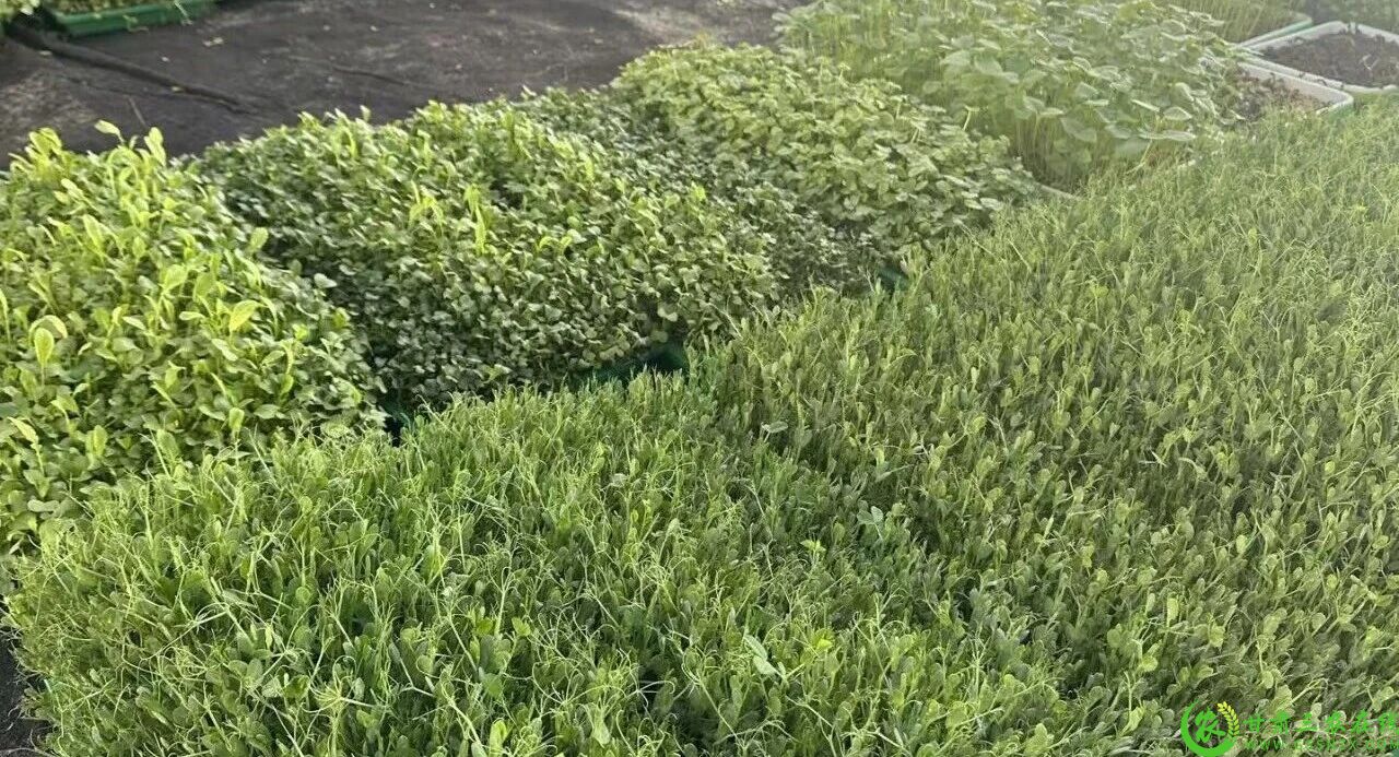 图片4  00后创业者赵锦畑温室大棚里培育了的芽苗菜2.jpg