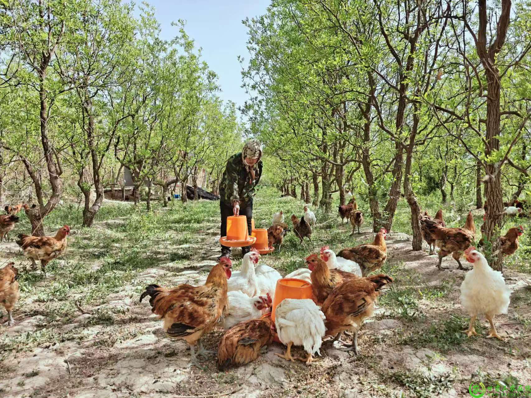 林下溜达鸡 (3).jpg