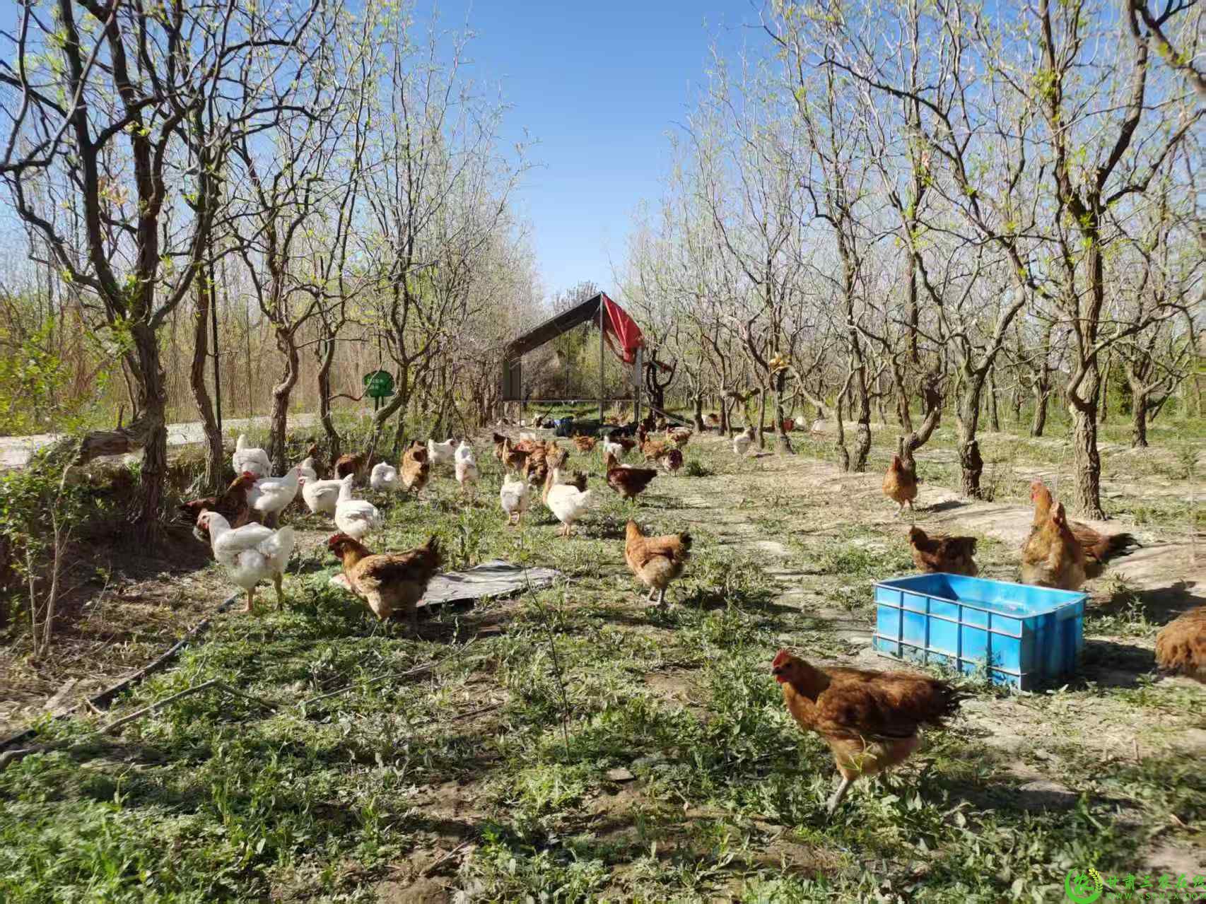 土塔村林下鸡 (1).jpg