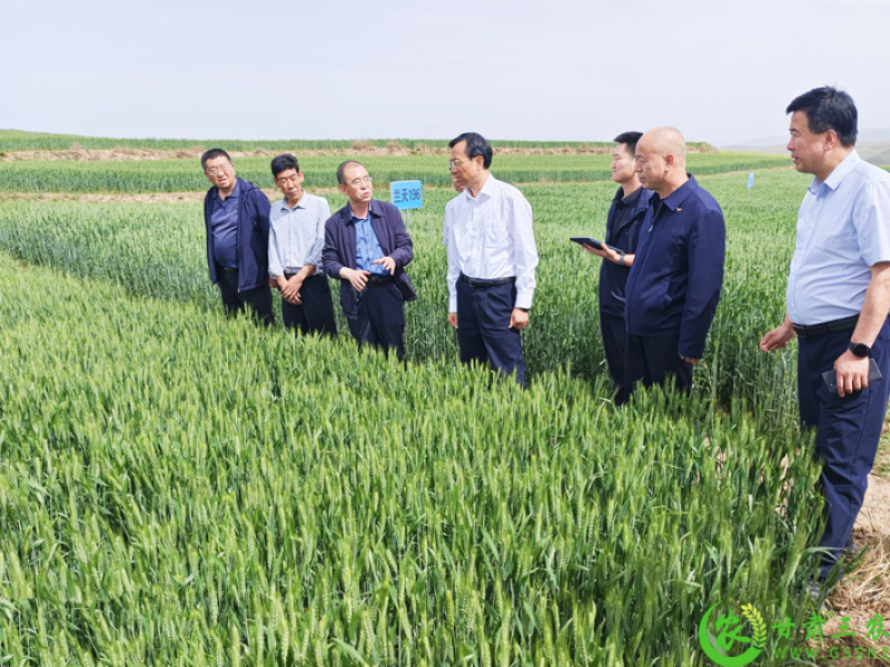 农业农村部调研指导陇南市小麦“一喷三防”等工作