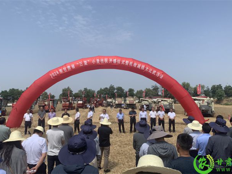 甘肃省“三夏”小麦机收工作正式拉开帷幕
