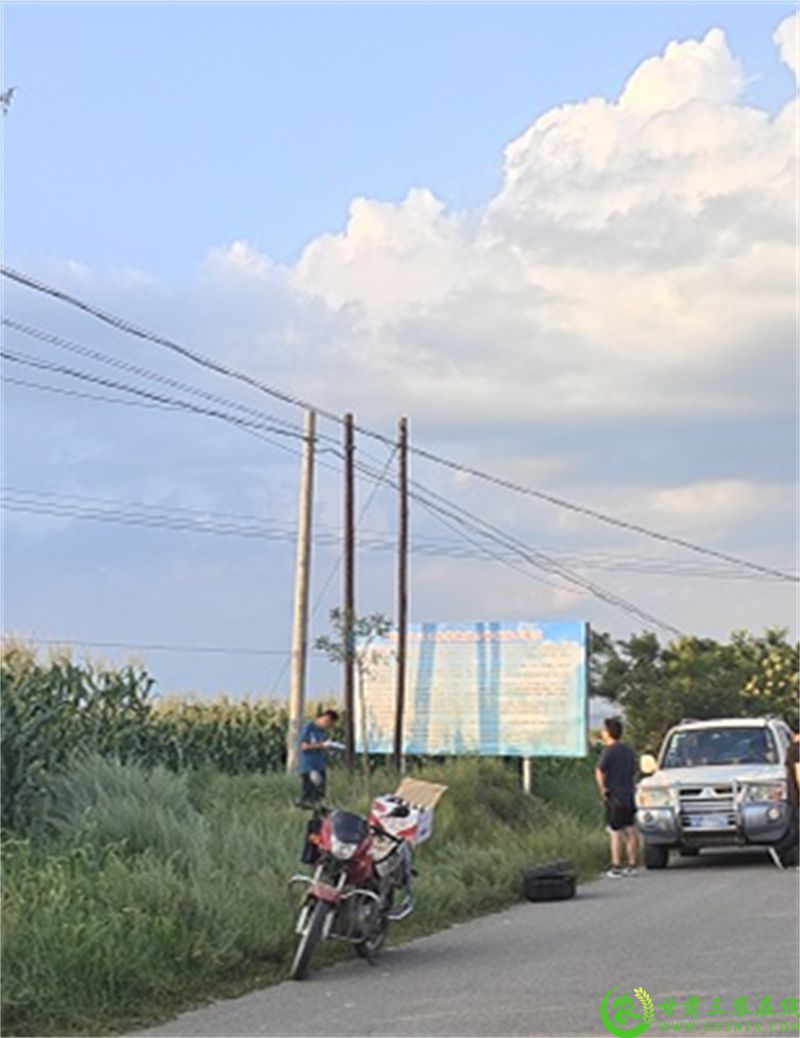 环县大豆玉米带状复合种植复核照片2.jpg