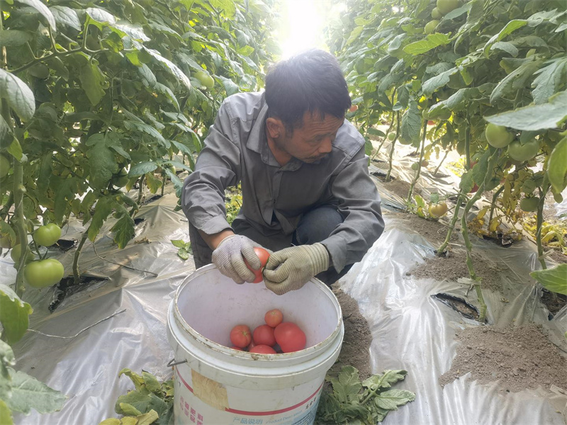 瓜州县梁湖乡岷州村戈壁农业生态产业园区种植户张虎林正在采摘西红柿.jpg