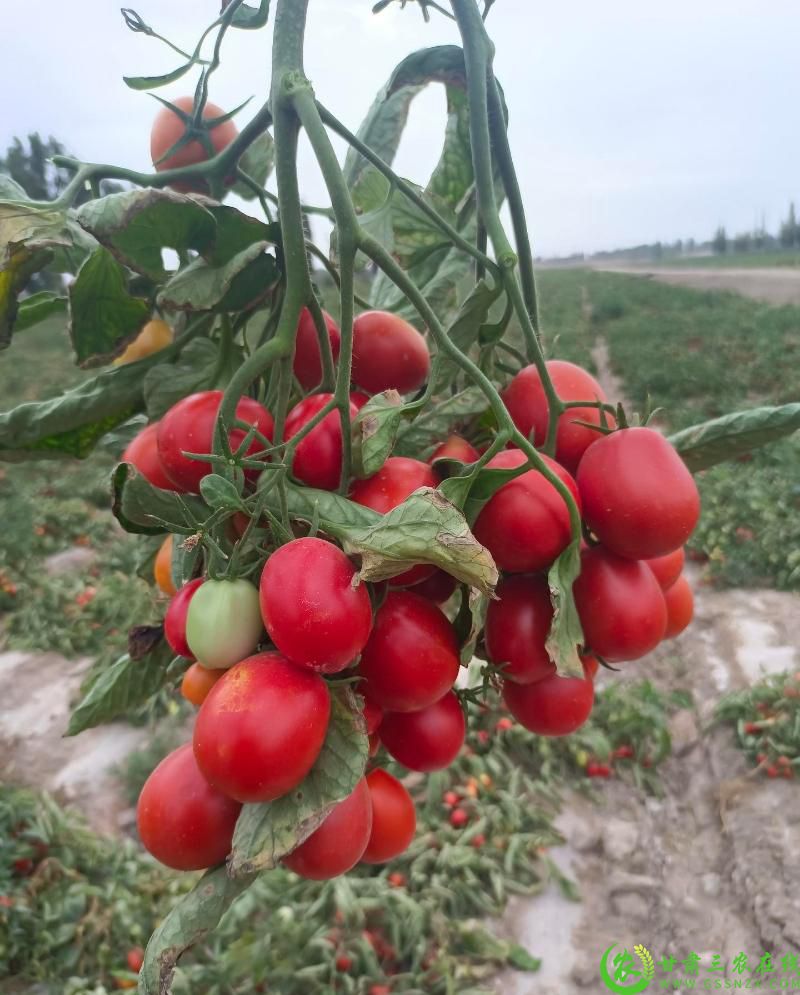 成熟的番茄2.jpg
