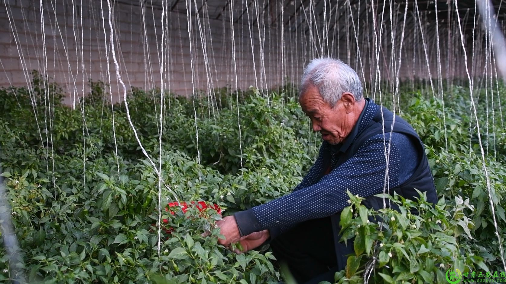 毛辣子种植户赵普正在忙着采摘自家的毛辣子.jpg