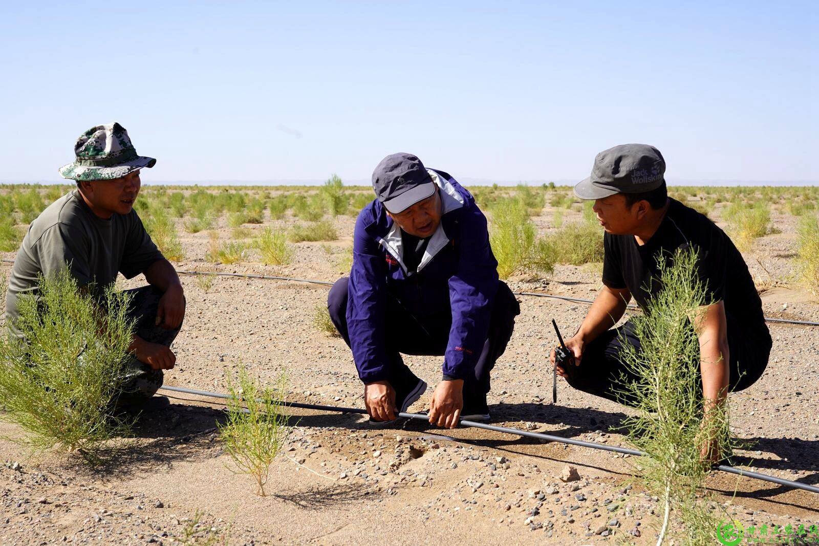 4.胡兵在梭梭树根部培植肉苁蓉.jpg
