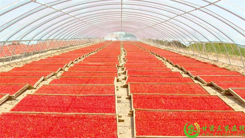 项目精准扶持44户枸杞种植户,帮助搭建枸杞晾晒大棚43座,从硬件设施上改善枸杞晾晒条件,破解了“靠天晒果”的难题.jpg