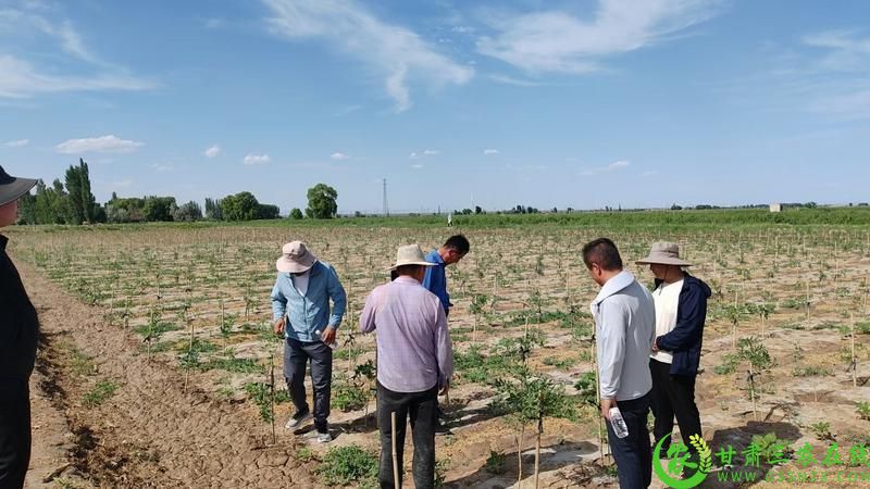 瓜州县主动争取资源,成功获取中央及省级财政衔接推进乡村振兴补助资金.jpg