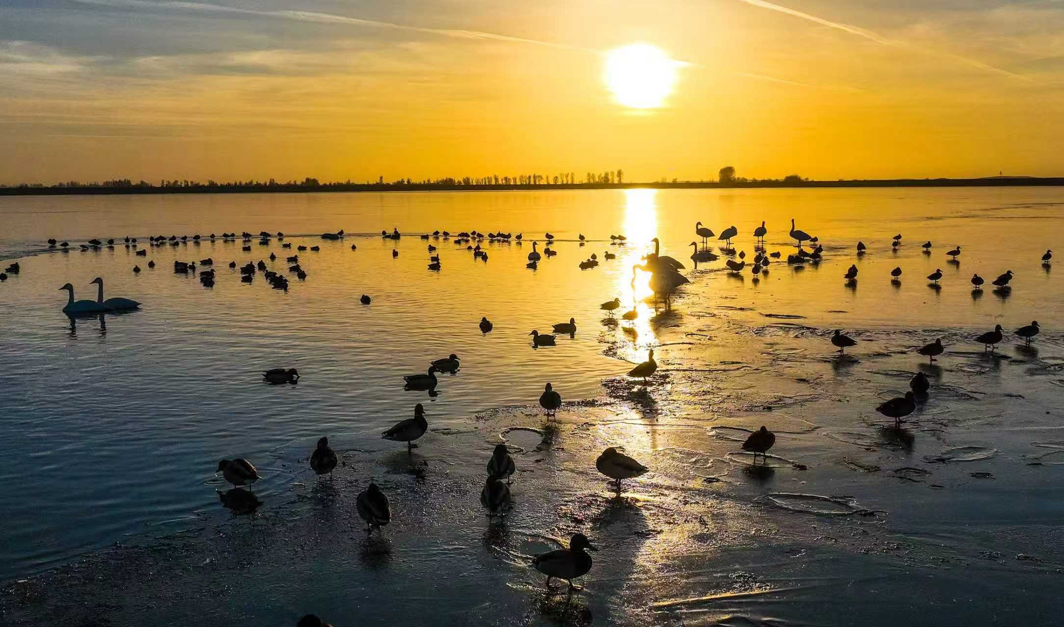 2.夕阳下，各类候鸟聚集在一起.jpg